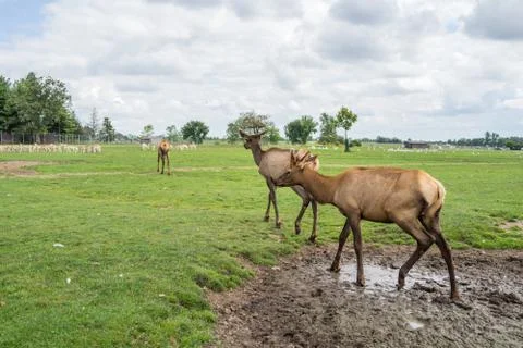 Deers walking out of a mud Foto stock