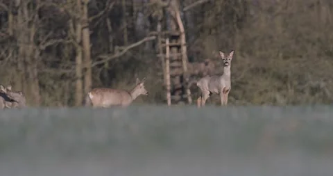 Deers Walking Through the Field Far Away Winter Stock Footage 140557799