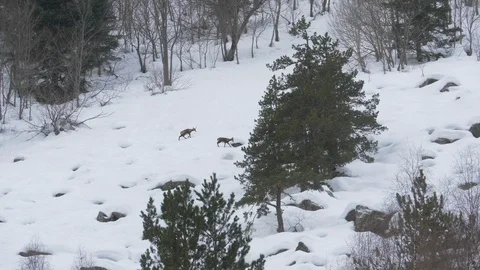 Deers walking through snow in the mountains, Spain  Stock Footage 112440640