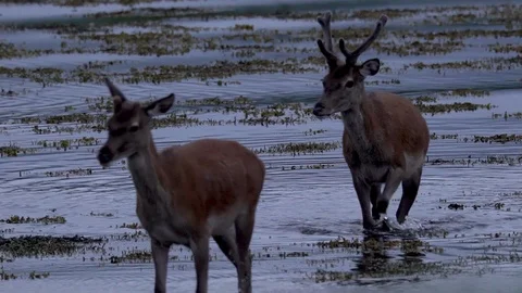 DEERS WALKING WATER 100 IPS HD Stock Footage 90474680