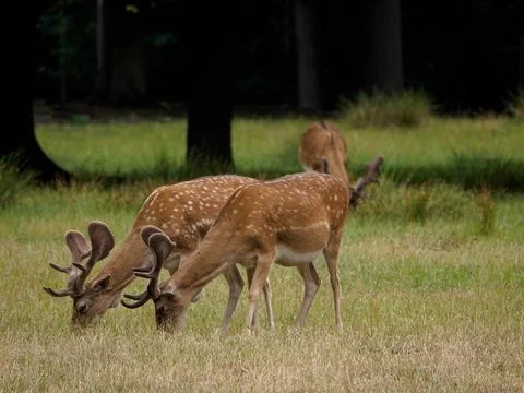 Deers in westphalia Stock Photos