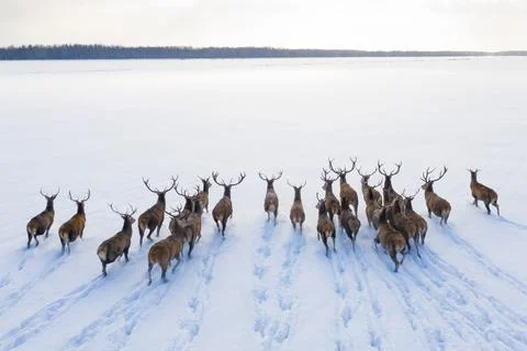 Deers in winter landscape Stock Photos