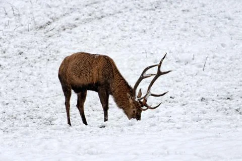 Deers in winter. Stock Photos