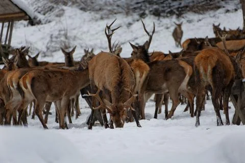 Deers in winter. Stock Photos