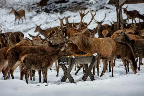 Deers in winter. Stock Photos
