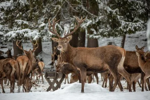 Deers in winter. Stock Photos