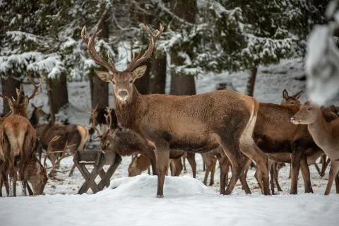 Deers in winter. Foto stock