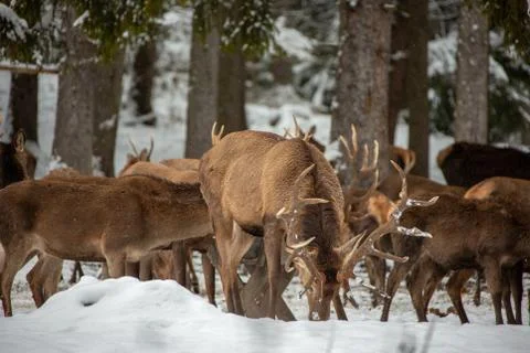 Deers in winter. Stock Photos