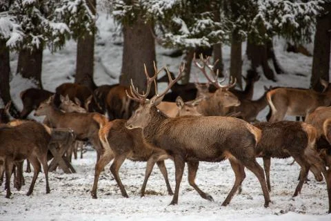 Deers in winter. Stock Photos
