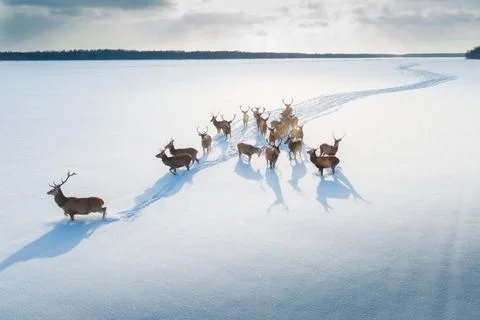 Deers in winter time Stock Photos