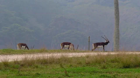 Deers in a zoo Stock Footage 45659919