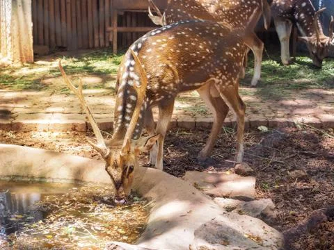 Deers in the zoo Stock Photos