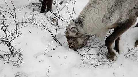 Deers_1 Vídeos de archivo 131819566