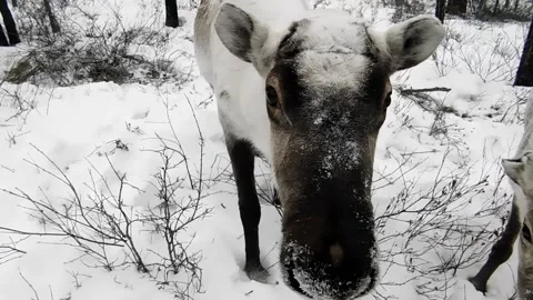 Deers_2 Vídeos de archivo 131819683