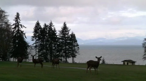 DeerStraight Stock Footage 662057