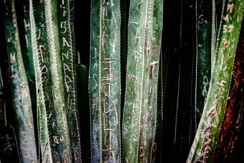 Defaced cactus Stock Photos