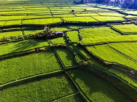 Default Landscape view of rice fields in Payangan district, Gianyar Regency,  Stock Photos