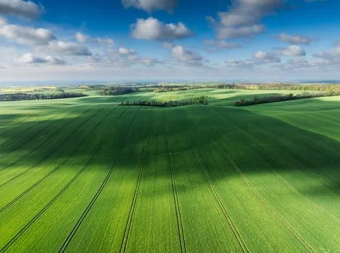 Default Large field of green grass with few trees in background. Field is ful Foto stock