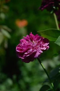  Default 스톡 사진