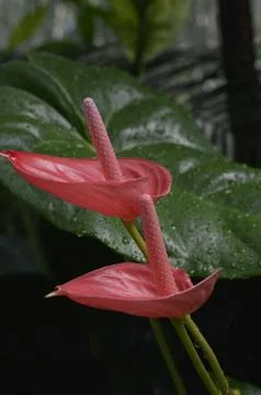  Default 스톡 사진