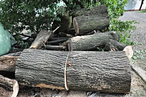 Defeated trunks Stock Photos
