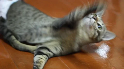 Defective cat playing Stock Footage 42889962