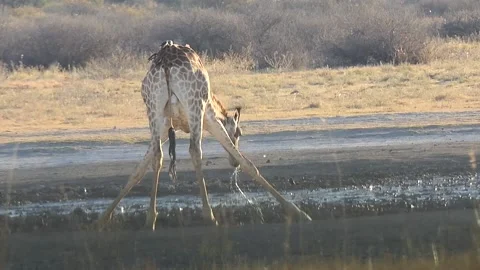 The defenseless and difficult pose of giraffe to drink water.Rhino Sanctuary. BW Stock Footage