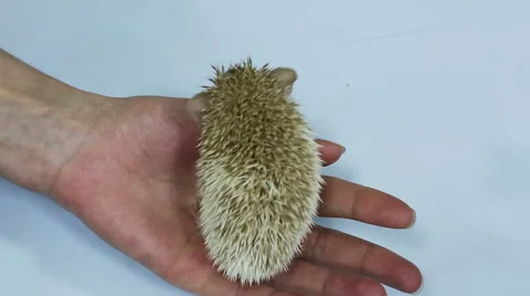 Defenseless newborn hedgehog on the human hands  Stock Footage 62449869