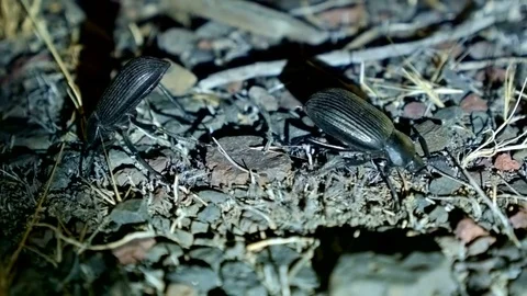 Defensive danger threatened posture Large Desert Beetles at Night Oregon 231 Stock Footage 81637123