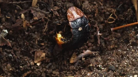 Defensive glow response of firefly larva on forest ground 库存影片 334365381