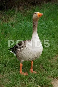 Defensive graylag goose standing tall in green grass Stock Photos