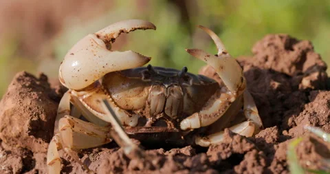 Defensive: A huge brown mud crab raises its powerful claws in a threat pose on Stock Footage 332813131