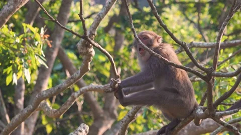Defensive Macaque Monkey In Tree Whooping Stock Footage 171168660