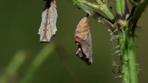 Defensive Movements of a Butterfly Chrysalis in The Forest Stock Footage 304031817