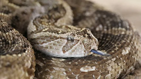Defensive puff adder in defensive position with flicking tongue, South Africa Stock Footage 995878