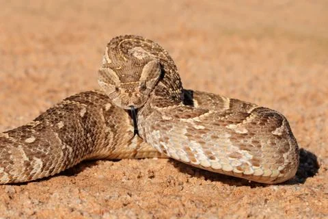 Defensive puff adder Stock Photos