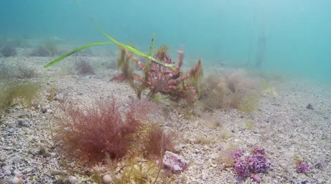 Defensive srider crab attack Stock Footage 56750710