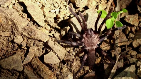 Defensive tarantula threat display in himalayan forest Stock Footage 335031848