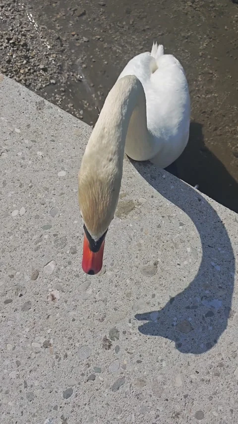 Defensive White Swan Hissing with Open Beak Near Concrete Embankment Stock Footage 339199072