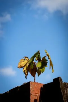 Defiant growth Foto stock