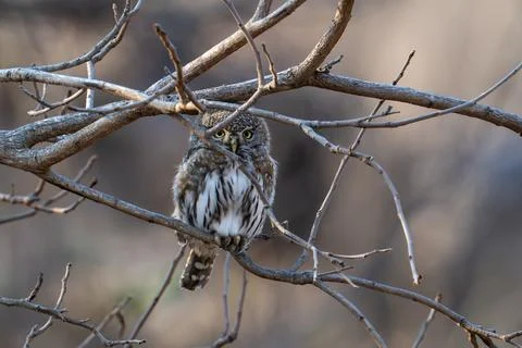 Defiant spotted owlet Stock Photos