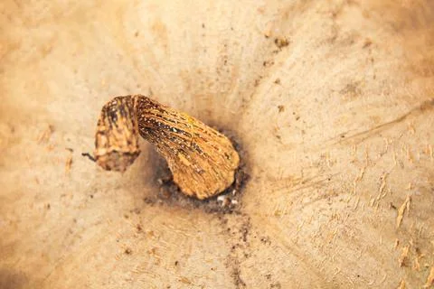 Defocus abstract Textured Background of a Pumpkin. The background image that is Stock Photos