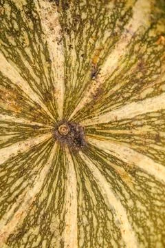 Defocus abstract Textured Background of a Pumpkin. The background image that  Foto stock
