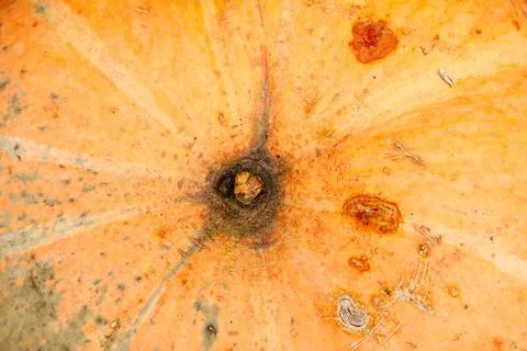 Defocus abstract Textured Background of a Pumpkin. The background image that  Stock Photos