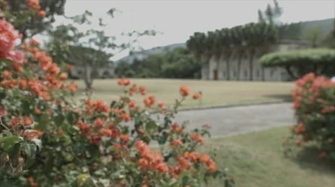 Defocus and focus on flowers at castle and gardens Video stock 62524498