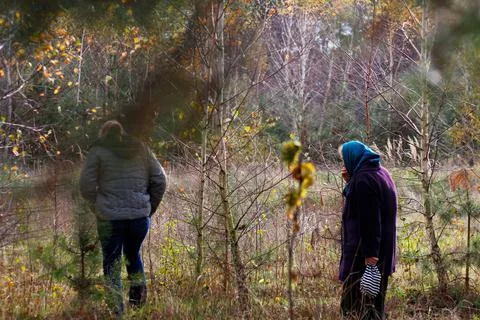Defocus back and side view of two woman walking in pine forest. Mushroom pick 写真素材