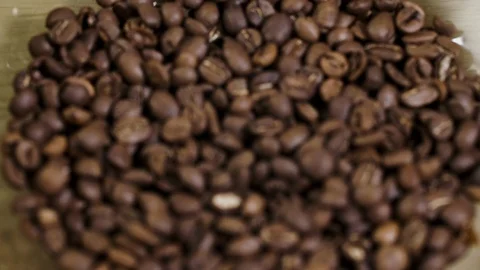 Defocus background coffee bean closeup in plate 4K. Field delicious arabica Stock Footage 113062847