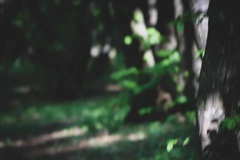 Defocus background of forest and grass. Stock Photos