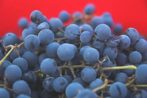 Defocus blue grape on red background. Red wine grapes background vintage. Vin Stockfoto's