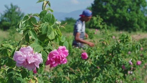 Defocus blur rose background of man picking  rose petals.   Stock Footage 121553336